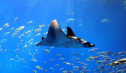 海洋生物大盤點(diǎn) 你不了解的海洋奇觀